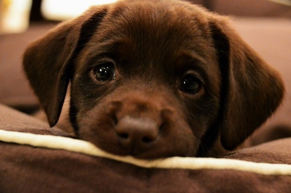 chocolate lab puppy