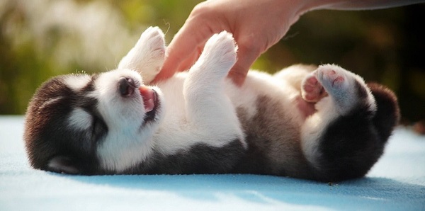 husky puppy