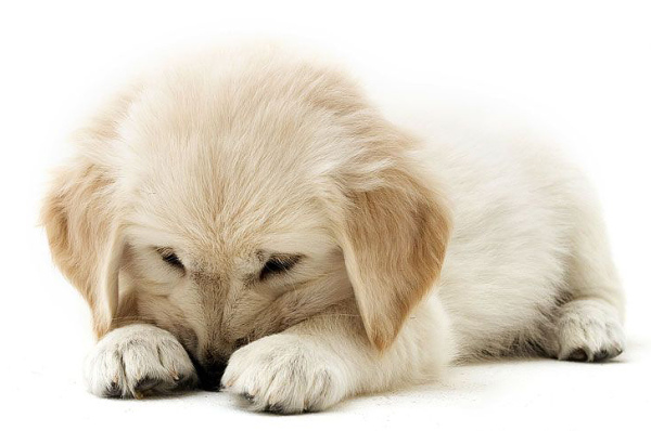 yellow lab puppy