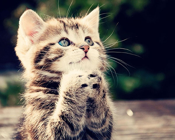 gray tabby apparently praying