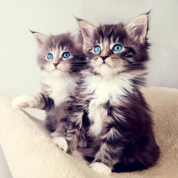 black and white kittens with blue eyes