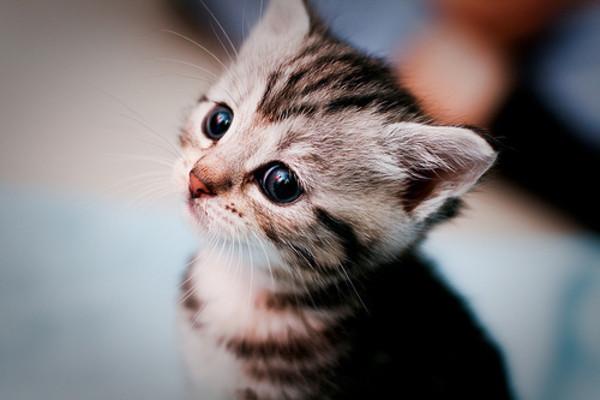tiny gray tabby